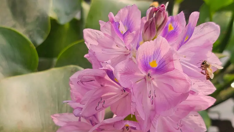 Pink water hyacinth flowers with bee pollinating flower