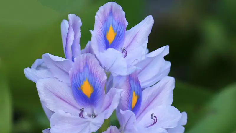 Purple water hyacinth flowers with striking yellow center