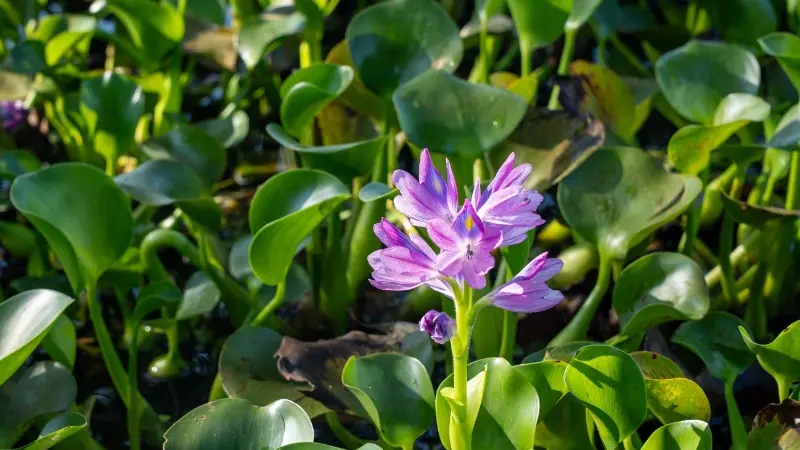 Purple water hyacinth flower rising above green leaves