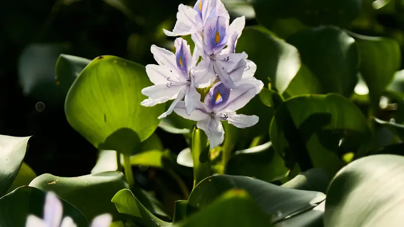 Light purple water hyacinth flowers with yellow accents