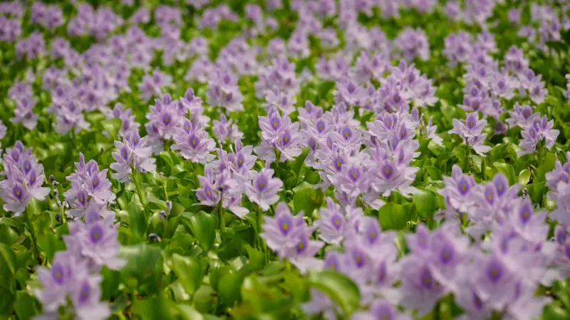 Purple water hyacinth flowers covering water in cluster