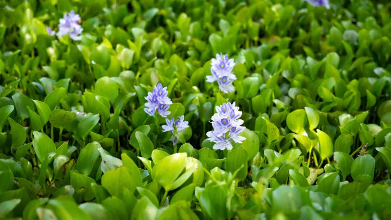 Pale blue water hyacinth flowers among green leaves