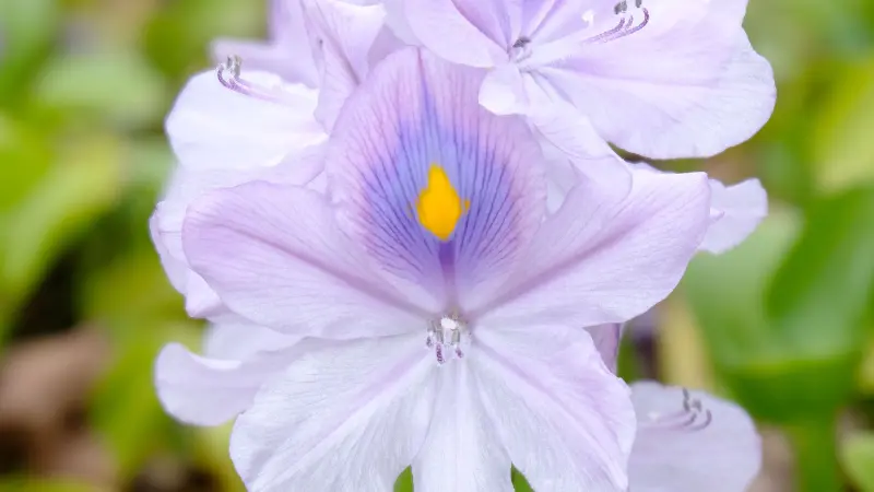 Close-up of purple water hyacinth flower with yellow spot