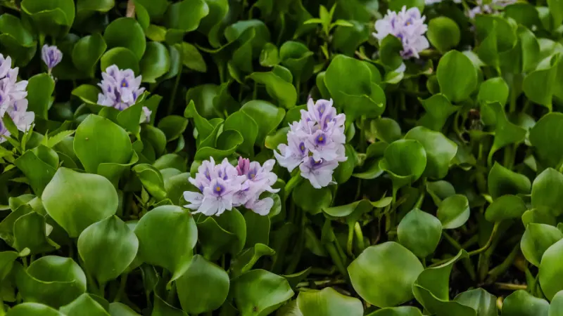 Purple water hyacinth flowers with lush green foliage