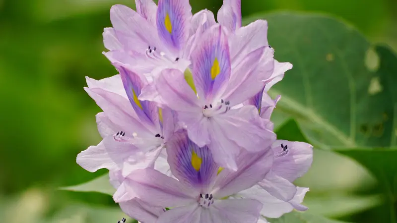 Purple water hyacinth flower cluster with yellow markings