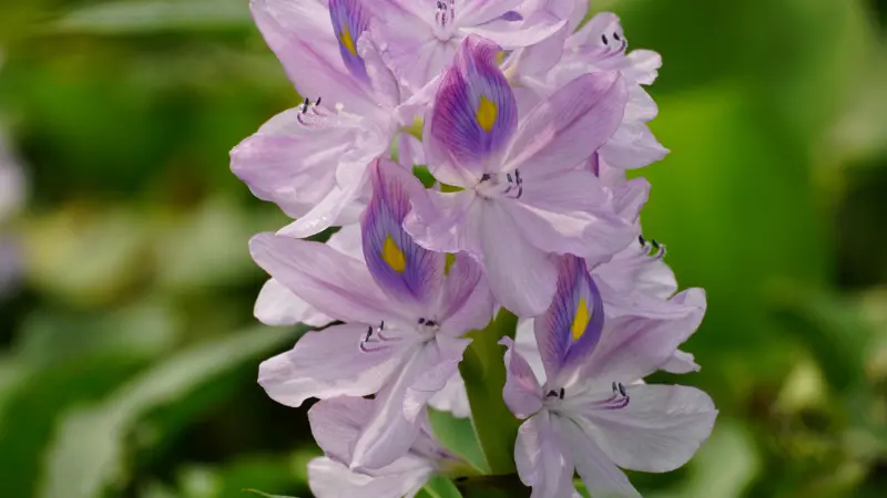 Water hyacinth flower bloom cluster with yellow center markings
