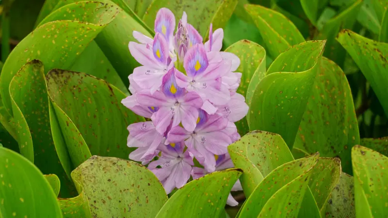 Pink-purple water hyacinth flower nestled in green leaves