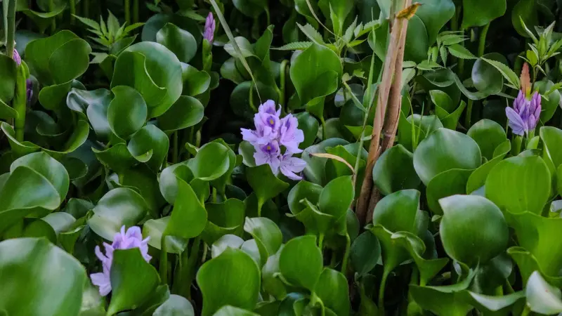 Small purple water hyacinth flowers among floating leaves
