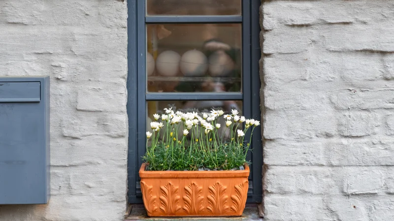 Window box garden with lush green plants