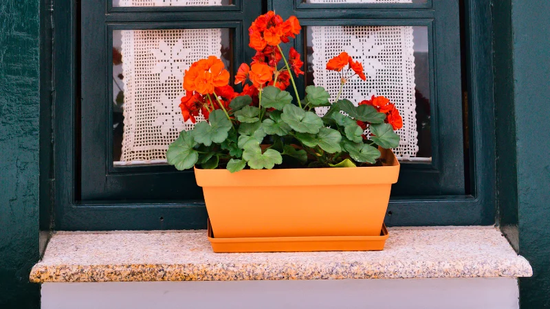 Stunning window box garden with flowers