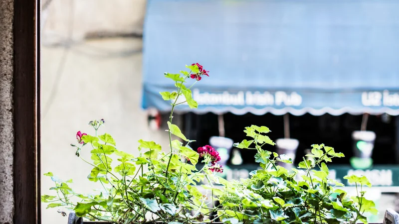 Small window box garden with plants