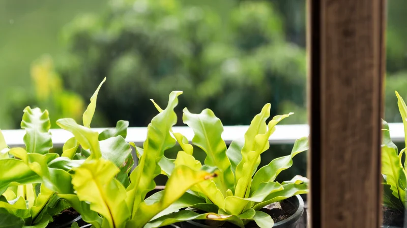 Window box with colorful flowering plants