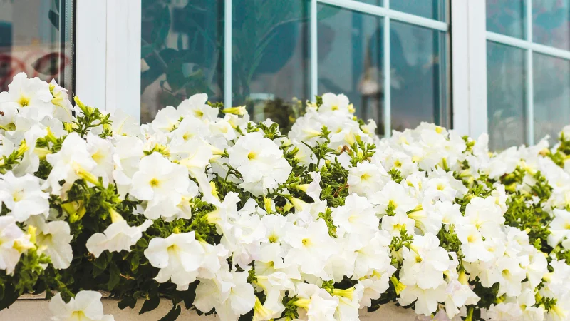 Rustic window box with flowers and greenery