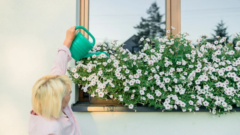 Window box garden on balcony railing