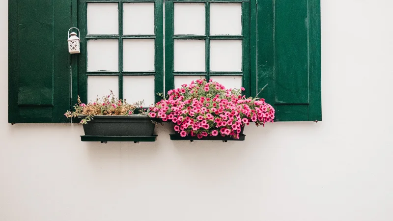 Seasonal flowers in a window box planter