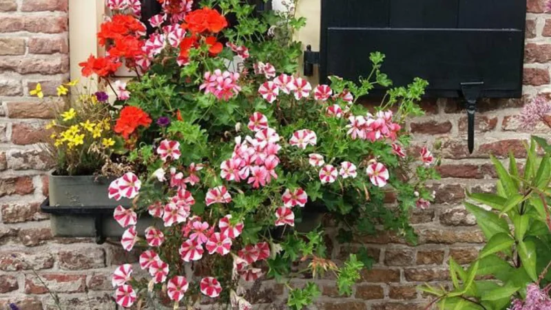 Elegant window box with decorative plants