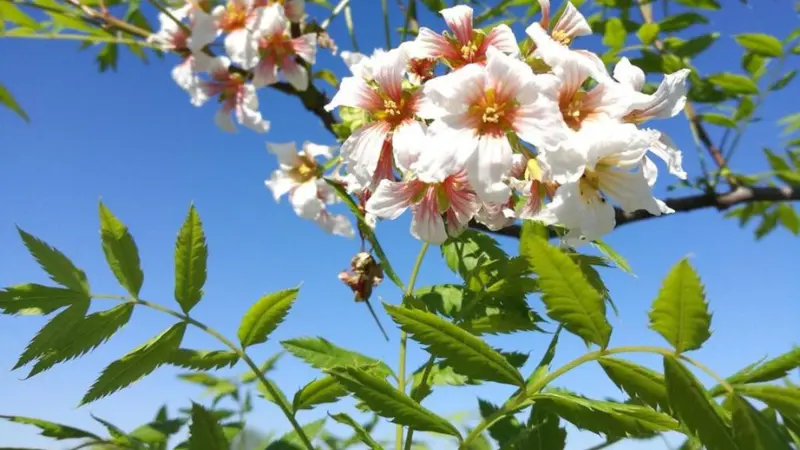 White Xanthoceras (Yellowhorn) flowers with red centers beneath a bright blue sky.