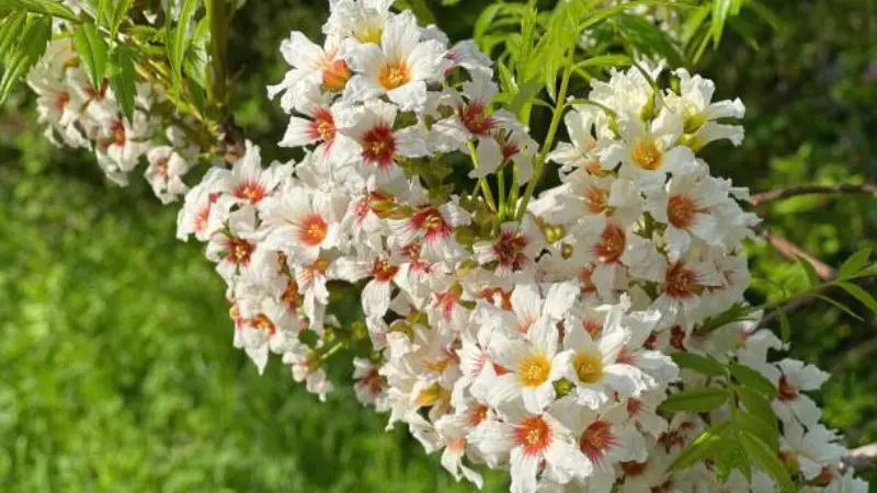 White Xanthoceras (Yellowhorn) flowers with red centers blooming above green grass.