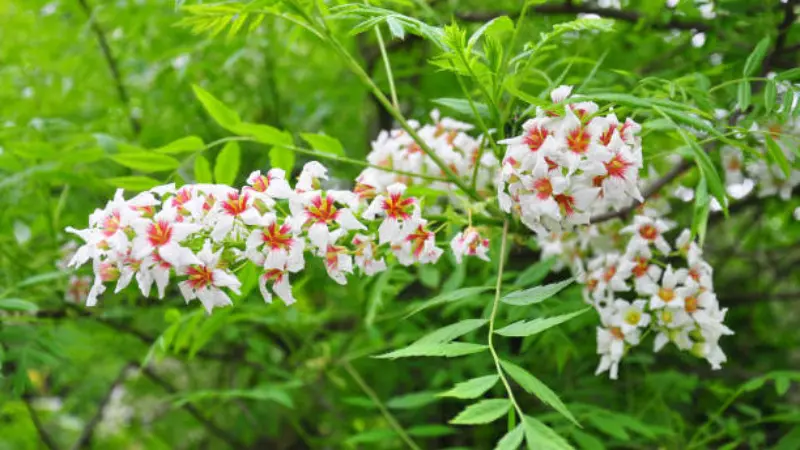 White Xanthoceras (Yellowhorn) flowers with a soft pink tinge growing on a green branch.