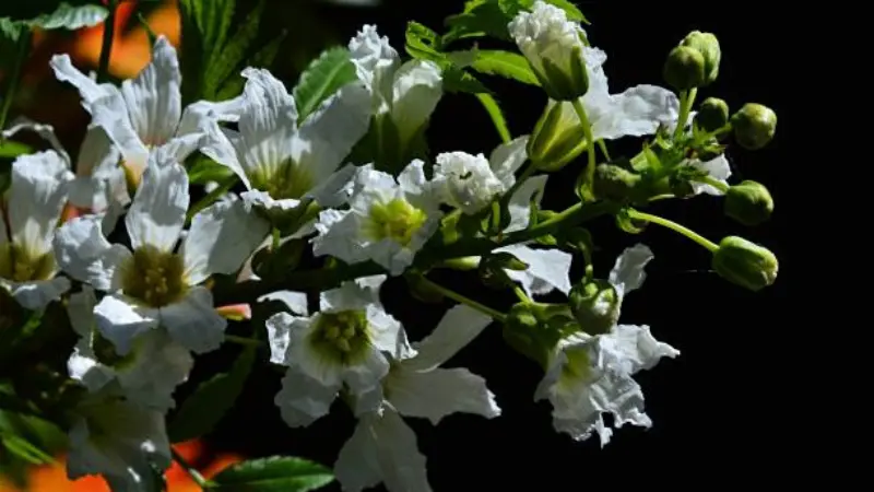 White Xanthoceras (Yellowhorn) flowers with green centers against a dark black background.