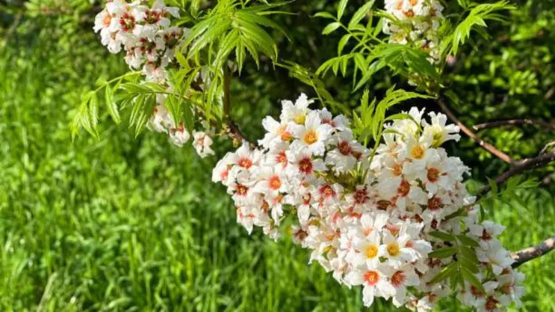 White Xanthoceras (Yellowhorn) flowers with orange centers blooming above a grassy field.