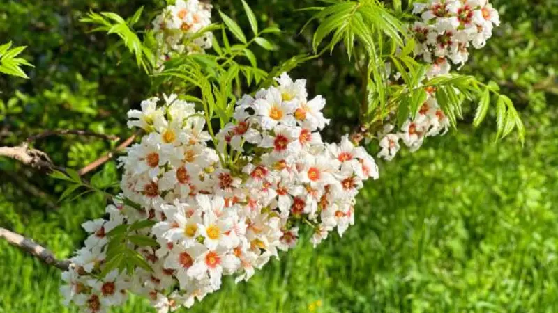 White Xanthoceras (Yellowhorn) flowers with red centers surrounded by fresh green leaves.