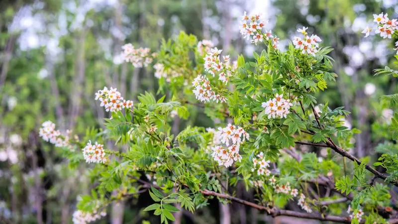 White Xanthoceras (Yellowhorn) flowers covering tree branches in full bloom.