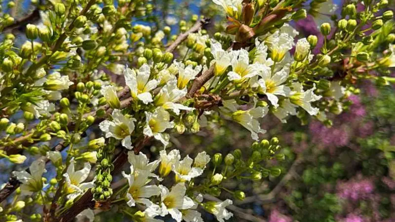 Cream-white Xanthoceras (Yellowhorn) flowers with yellow centers growing on a leafy branch.