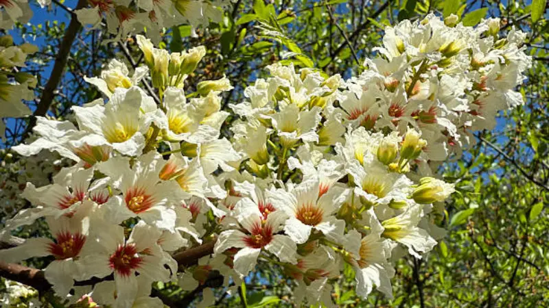 A cluster of white Xanthoceras (Yellowhorn) flowers with striking red centers on a tree.