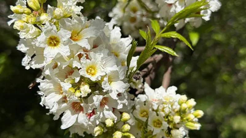 White Xanthoceras (Yellowhorn) flowers surrounded by fresh green new growth.