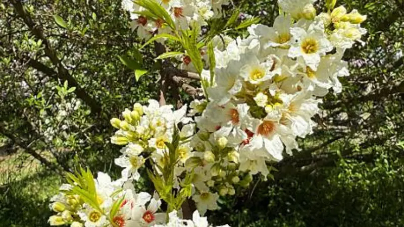 A Xanthoceras (Yellowhorn) tree covered with white flowers blooming in a garden landscape.