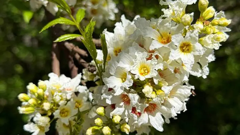 White Xanthoceras (Yellowhorn) flowers displaying detailed orange-red centers.