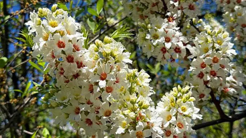 Sunlit white Xanthoceras (Yellowhorn) flowers highlighted with vivid red markings.