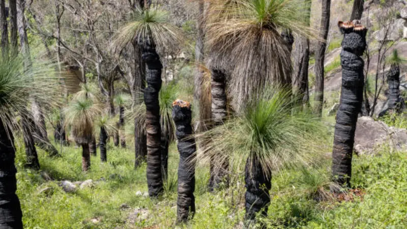 Xanthorrhoea (Grass Tree) plants with charred trunks sprouting fresh green growth after a bushfire.
