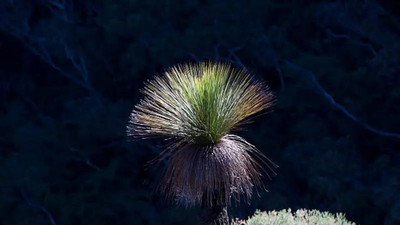 The crown of a Xanthorrhoea (Grass Tree) plant glowing in backlit sunlight against dark trees.
