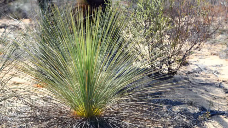 A Xanthorrhoea (Grass Tree) plant with radiating fronds in sandy coastal bushland.
