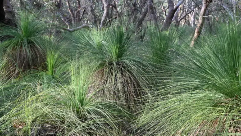 Several Xanthorrhoea (Grass Tree) plants clustered together in an open eucalypt forest.