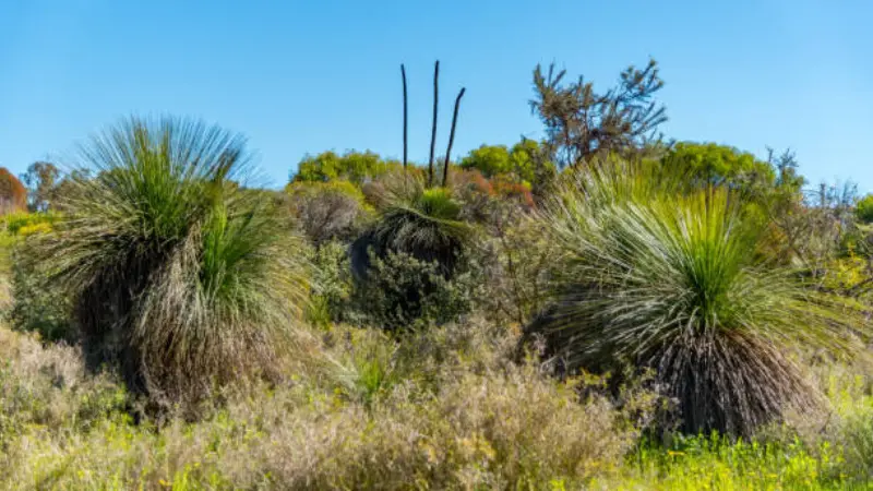 Xanthorrhoea (Grass Tree) plants with tall flowering spikes growing in native scrubland.