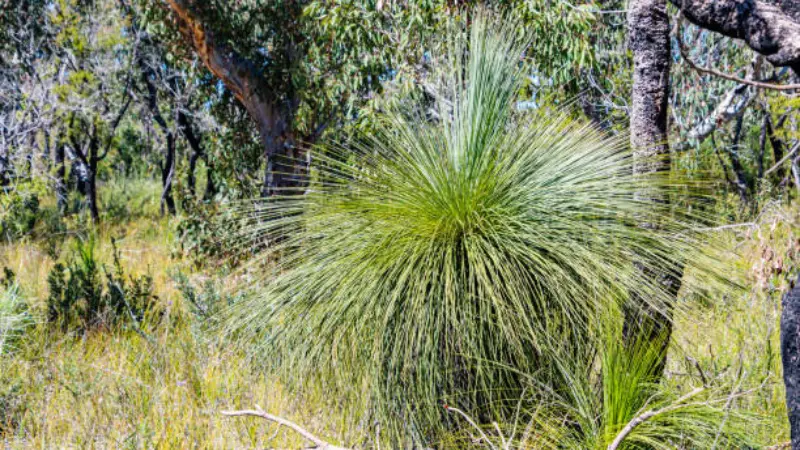 A Xanthorrhoea (Grass Tree) plant with spiky green foliage in grassy woodland.