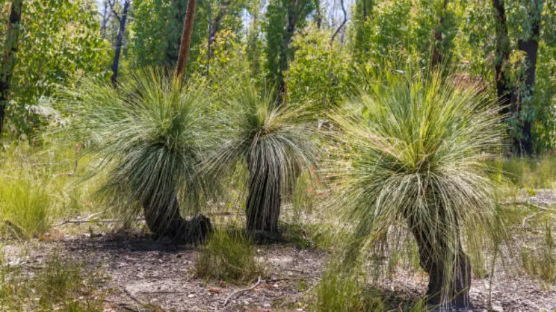 Three Xanthorrhoea (Grass Tree) plants with rounded green fronds growing in open woodland.