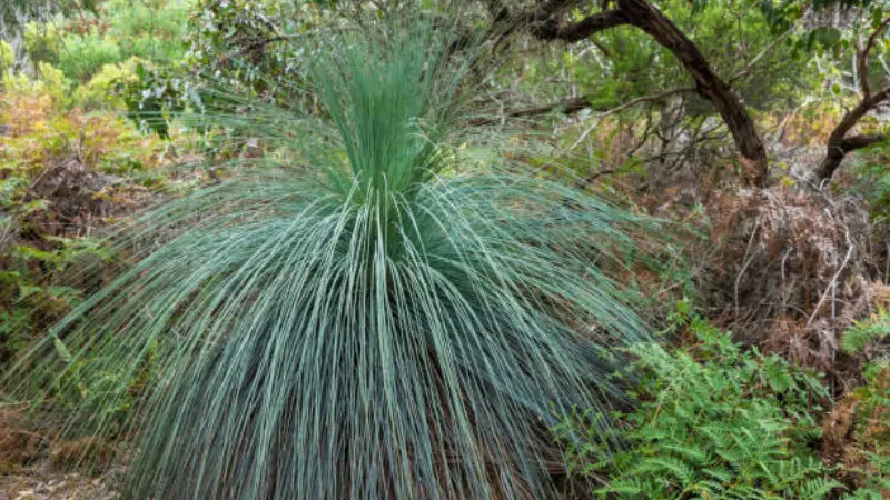 A single Xanthorrhoea (Grass Tree) plant with silvery blue-green fronds in bushland.