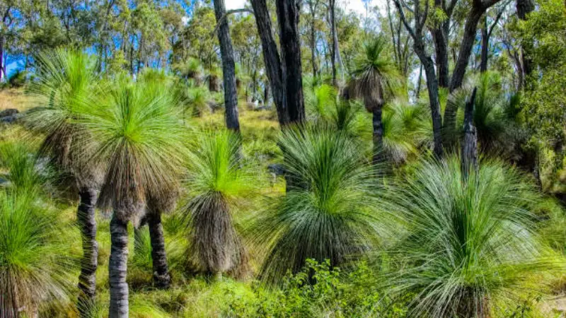 A grove of Xanthorrhoea (Grass Tree) plants with green foliage growing in a eucalypt woodland.