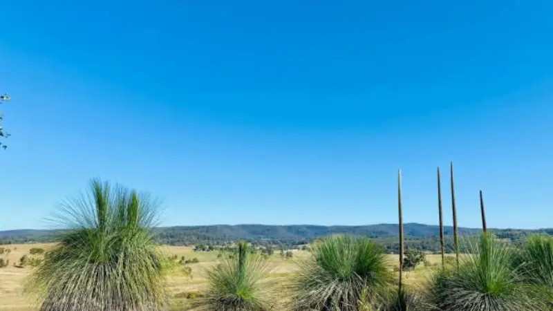 Xanthorrhoea (Grass Tree) plants silhouetted against a rural valley beneath a clear blue sky.