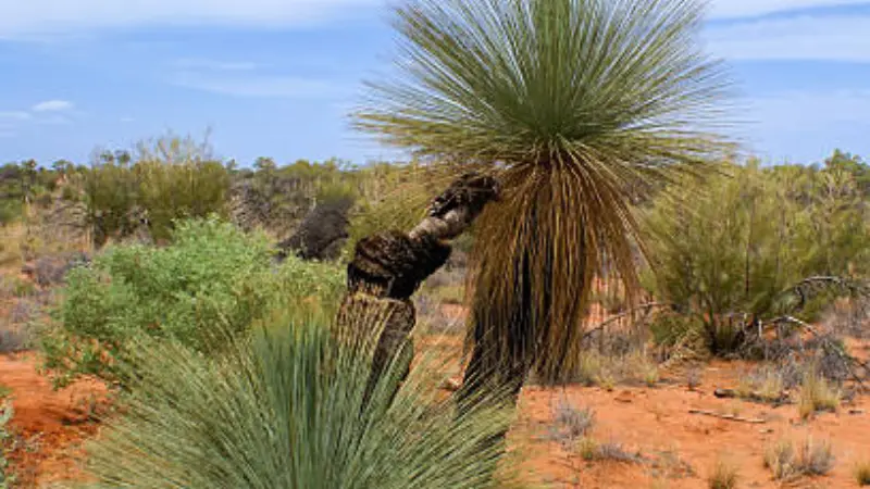 A Xanthorrhoea (Grass Tree) plant growing in red desert sand with scattered shrubs.