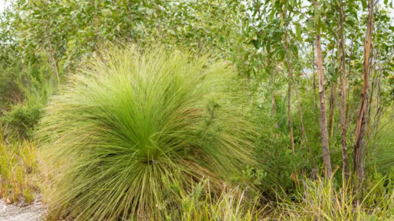 A rounded Xanthorrhoea (Grass Tree) plant growing beside young eucalypt saplings.