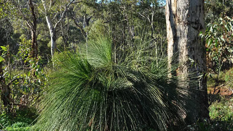 A large Xanthorrhoea (Grass Tree) plant with dark green fronds in a eucalypt forest.