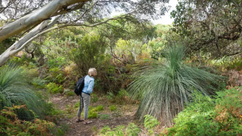 A person walking along a bushland trail past a large Xanthorrhoea (Grass Tree) plant.