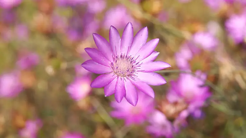 Close-up of a single purple-pink xeranthemum flower with a golden center