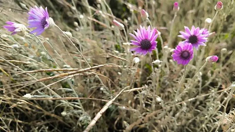 Purple xeranthemum flowers among windswept dry grass