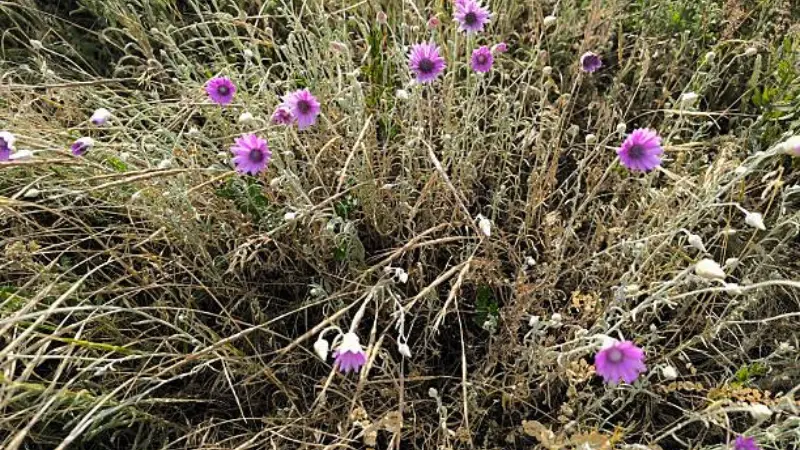 Purple xeranthemum flowers growing among silvery-grey dried foliage
